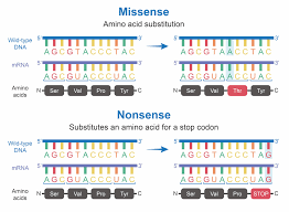 Nonsense Mutation